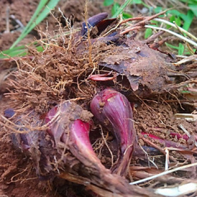 1kg Củ sâm đại hành giống