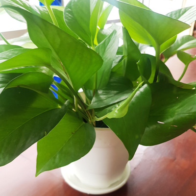 Chậu trồng cây trong nhà để bàn cao cấp Minigarden Basic Pot S, màu trắng nhập khẩu Châu Âu, Chất liệu nhựa PP chống UV, với cơ chế tự hút nước - thoát nước giúp cây sống tốt không cần chăm sóc