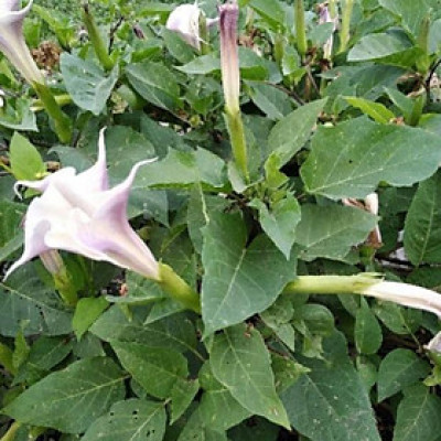 100g lá Cà độc dược khô có tác dụng tốt