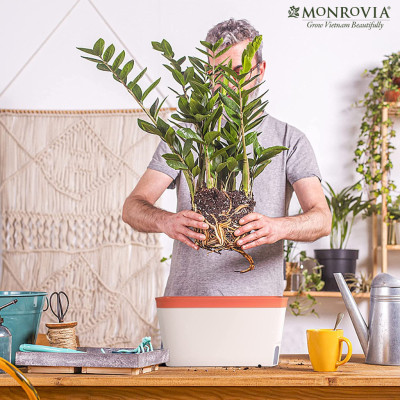 Chậu trồng cây tự tưới Monrovia, phong cách Nhật Bản, sang trọng, trang trí trong nhà, văn phòng Tiêu chuẩn Châu Âu