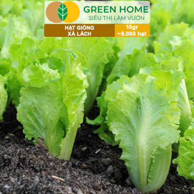 Hạt Giống Rau Xà Lách Vàng Greenhome, Gói 10g~6000 hạt, Dễ Trồng Quanh Năm, Nảy Mầm Cao, Thu Hoạch Nhanh, Năng Suất Cao R13
