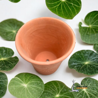 Chậu Gốm Đất Nung Vót Miệng Loe  D15cm X  H16cm