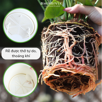 Chậu tự tưới trong suốt A712 Monrovia cho cây cảnh, hoa, bonsai để bàn, decor, ban công