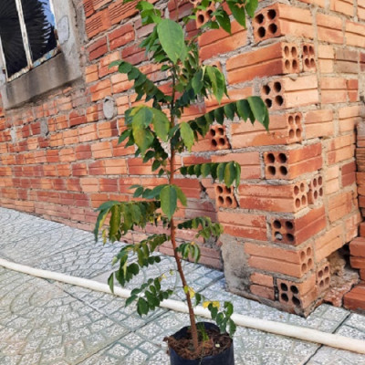 Cây khế chua ươm hạt, chiều cao khoảng 60cm