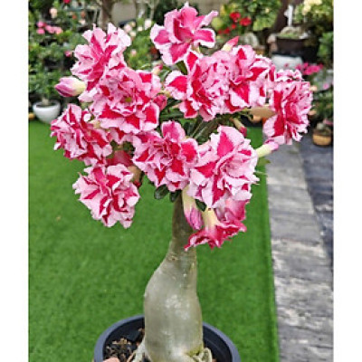 Hạt giống hoa sứ kép Thái Lan - Bịch 10 hạt – Mã số 2043