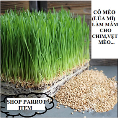 hạt lúa mì (cỏ mèo) làm mầm cho mèo, chim ăn