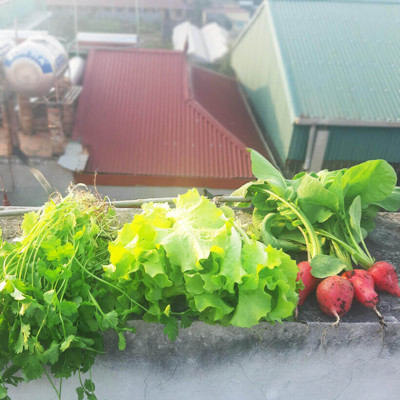 Set 3 Túi Hạt Giống Hữu Cơ Xà Lách Lettuce "Maravilla De Verano" Nhập Khẩu Minigarden Bồ Đào Nha 100% Organic (Túi từ 1.500 - 2.100 hạt) Tỷ lệ nảy mầm cao