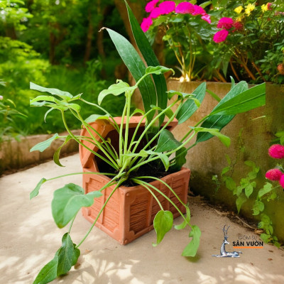 Chậu Gốm Đất Nung Hình Chiếc Rương Kho Báo