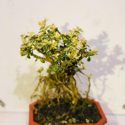 Cây bạch tuyết mai bonsai để bàn