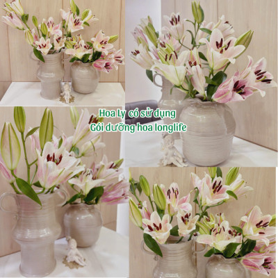Gói Bột Cắm Hoa Tươi Nhập Khẩu Israel hiệu Longlife 5gr x 1 bình hoa tươi (tổng 30 goi x 30 bình hoa) giữ hoa tươi lâu gấp 2 lần và 14 ngày không thay nước mới