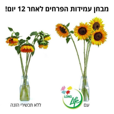 Gói Bột Cắm Hoa Tươi Nhập Khẩu Israel hiệu Longlife 5gr x 1 bình hoa tươi (tổng 30 goi x 30 bình hoa) giữ hoa tươi lâu gấp 2 lần và 14 ngày không thay nước mới