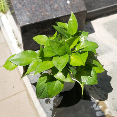 Chậu trồng cây trong nhà để bàn cao cấp Minigarden Basic Pot S, màu trắng nhập khẩu Châu Âu, Chất liệu nhựa PP chống UV, với cơ chế tự hút nước - thoát nước giúp cây sống tốt không cần chăm sóc