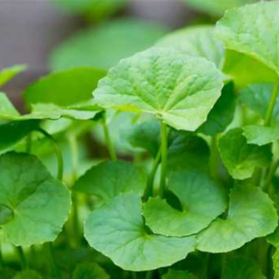 Bột rau má nguyên chất ( MS) -  200g - bột rau má sấy lạnh 