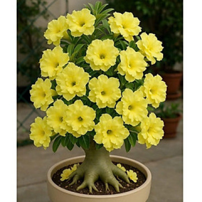 Hạt giống hoa sứ kép Thái Lan - Bịch 10 hạt – Mã số 2028