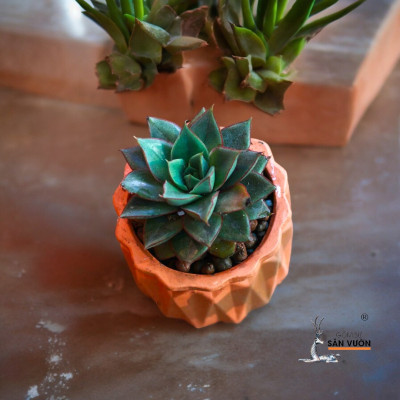Combo 10 Chậu Cây Gốm Đất Nung (terracotta) hình Trứng Kim Cương D8xH8cm
