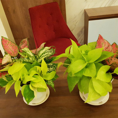 Chậu trồng cây trong nhà để bàn cao cấp Minigarden Basic Pot S, màu trắng nhập khẩu Châu Âu, Chất liệu nhựa PP chống UV, với cơ chế tự hút nước - thoát nước giúp cây sống tốt không cần chăm sóc