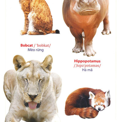 Từ Điển Anh - Việt Bằng Hình: Động Vật (Dành Cho Trẻ Từ 2 - 6 Tuổi)