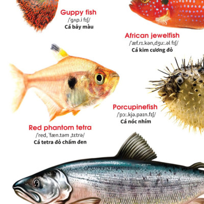 Sách - My First Book Of Animals - Động vật dưới nước (VT)