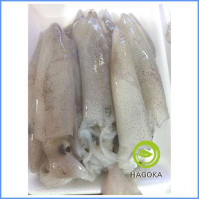 MỰC ỐNG LAO(1-10c/kg)