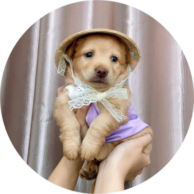 NÓN LÁ SIÊU XINH CHO THÚ CƯNG CHÓ MÈO