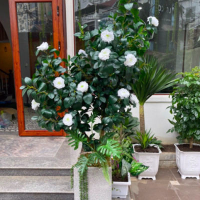 Cây hoa trà mi giả - Size 100cm đến 160cm - Cây giả, hoa lụa Decor trang trí nhà cửa