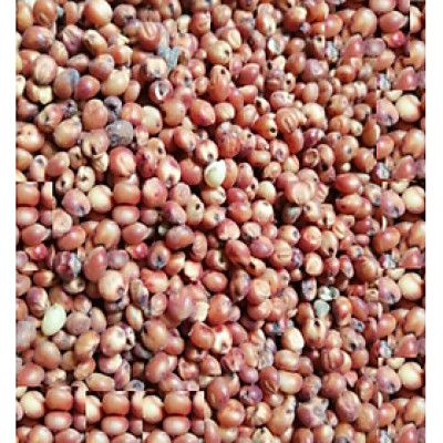 hạt bobo đỏ dùng làm thức ăn đầy đủ dinh dưỡng cho chim , vẹt