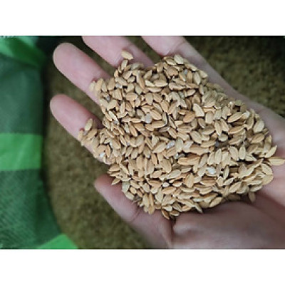 Hạt thóc (lúa Nhật) dùng làm thức ăn cho các dòng chim như bồ câu, cu gáy, chim sẻ...