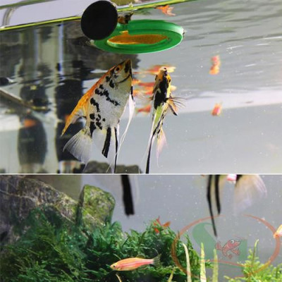 Thức Ăn Cá Sunsun Decapsulated Cyst Food Trứng Artemia Tách Vỏ