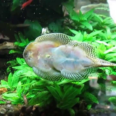 Máy Hút Vệ Sinh Hồ Cá Điện Siêu Sạch Tích Hợp Đầu Bơm Sobo BO-028, BO -058. Tiện lợi.