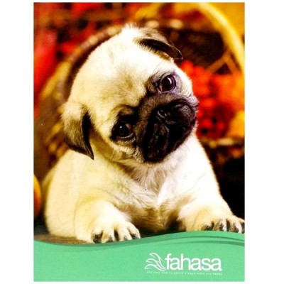 Combo 5 Tập 4 Ly Ngang 200 Trang ĐL 60g/m2 - FAHASA (Mẫu Màu Giao Ngẫu Nhiên)