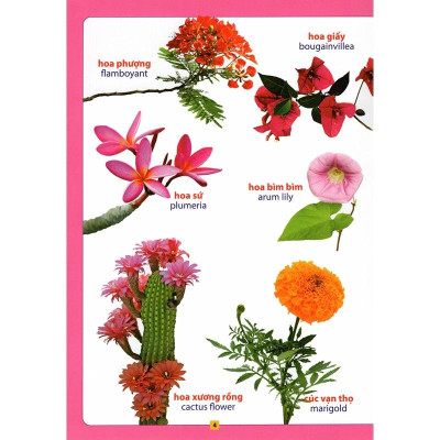 Từ Điển Bằng Hình - Hoa, Quả, Rau, Củ - Sách Song Ngữ Cho Bé KĐ