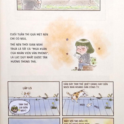 Chú Mèo Rụng Lông Không Có Điểm Dừng