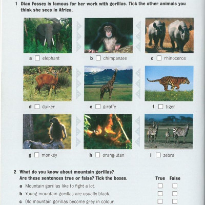 Dominoes 3 Dian and the Gorillas