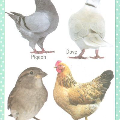 My First Early Learning - Birds Book (Bài học đầu tiên của tôi - Sách về các loài chim)