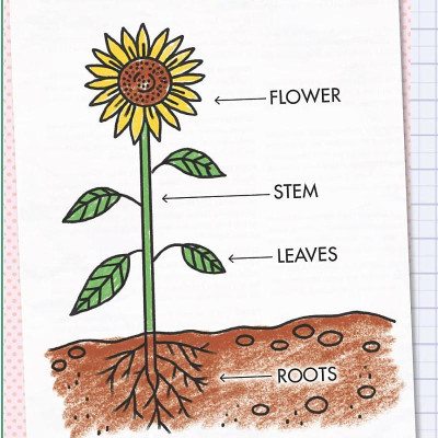 Ada Twist, Scientist: The Why Files #2: All About Plants!
