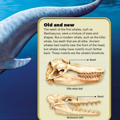 My Best Book Of Whales And Dolphins