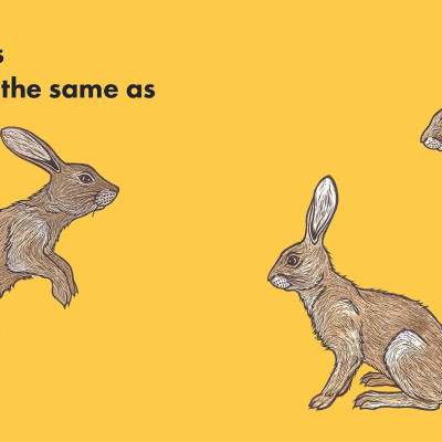 How Much Does A Ladybird Weigh?