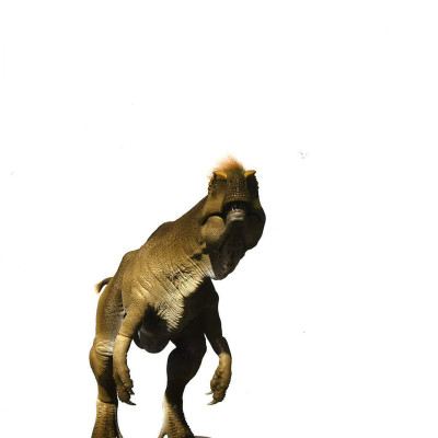 Sách tiếng Anh - Evolution - The Story Of Life On Earth