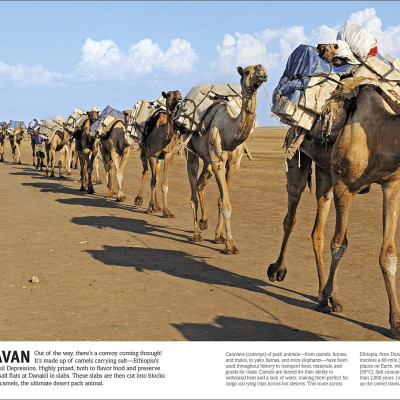 Cars, Trains, Ships, And Planes: A Visual Encyclopedia Of Every Vehicle (DK Our World In Pictures)