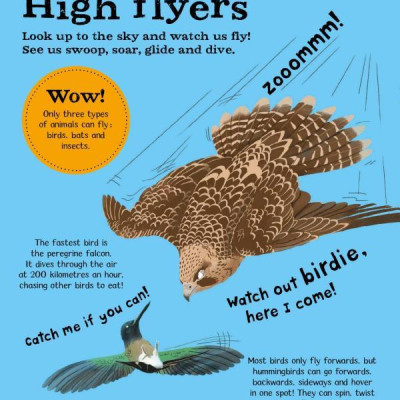 Wow! Look What Birds Can Do!