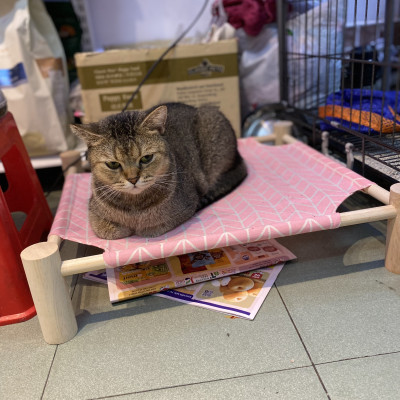  Giường Nằm Cho Thú Cưng <12kg