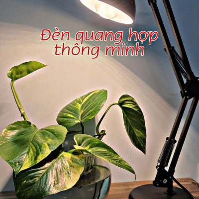 Đèn quang hợp, đèn trồng cây trong nhà 9W, chiếu sáng quang hợp cho cây xanh - Hàng Chính hãng Rạng Đông