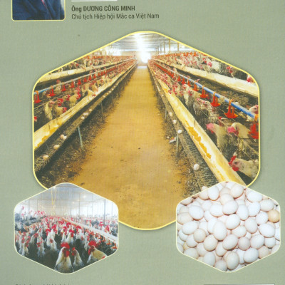 Cách Nuôi GIỐNG GÀ HƯỚNG TRỨNG HA