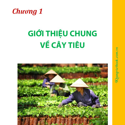 Bí Quyết Thành Công Kĩ Thuật Trồng Tiêu Hiệu Quả - KV