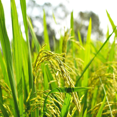 Gạo Hoa Lúa Xanh - Túi 5kg - Dẻo vừa, Mềm cơm, Thơm tự nhiên