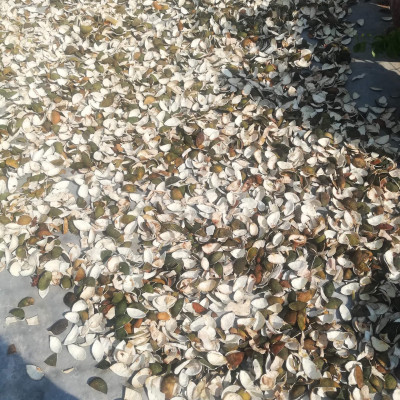 Hương nhang Cam Sả Dương Minh 180cây nhang 30cm nhang sạch 100% thành phần tự nhiên - nhang cây thắp cúng/xông nhà/đuổi muỗi, hương nhang thơm dịu nhẹ an toàn