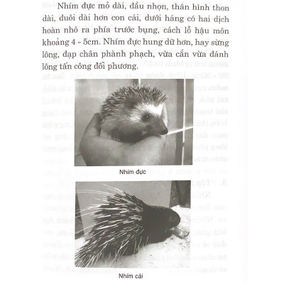 Kỹ Thuật Nuôi Nhím & Dúi - Vanlangbooks