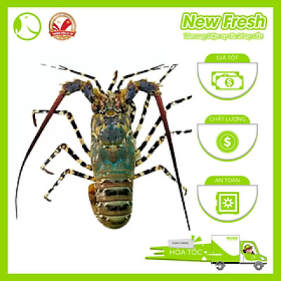 [GIAO NHANH HCM] Tôm Hùm Bông Đông Lạnh - 1 Con 1Kg