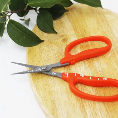 Kéo cắt nho cao cấp Nhật Bản Chikamasa B-500SLF