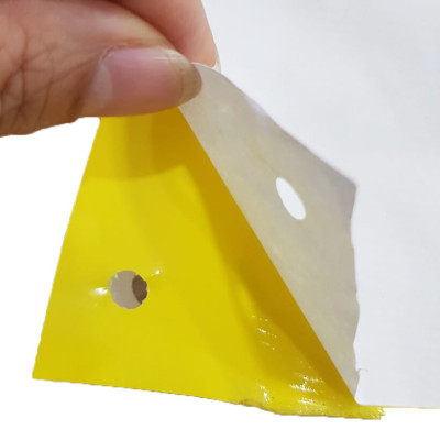 Set 30 mét Bẫy côn trùng ISRAEL (Sticky Yellow Roll) sử dụng hoa Cúc với diện tích 1.000m2 để bẫy ruồi đục lá, rệp, bọ trĩ, bọ phấn, sâu tơ, bọ nhảy, sâu xanh, rầy xanh, bướm trắng và cả ốc sên 